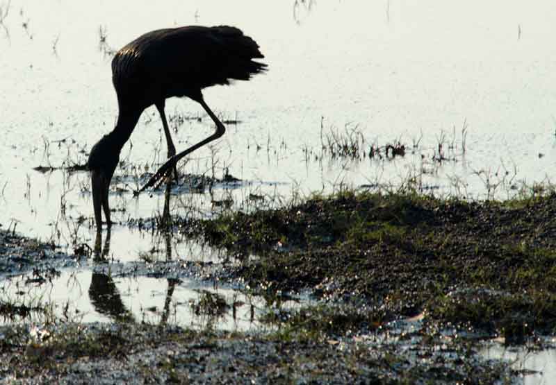 134 - Botswana - pajaro Ibi - parque nacional de Chobe